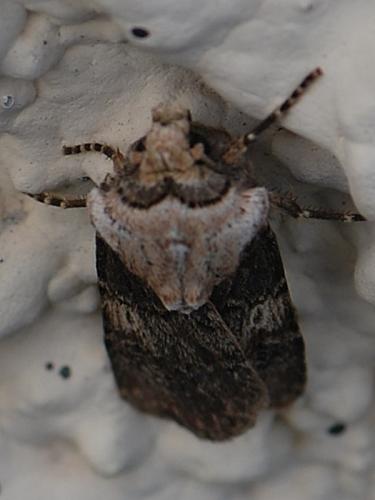 Réf. 99 373 : Agrotis puta