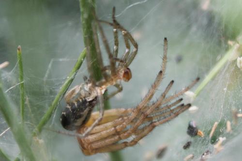 Agelena labyrinthica