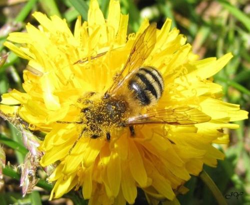 Réf. 99 645 : Andrena sp.