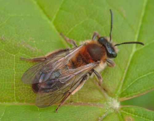 Andrena (fucata-helvola)