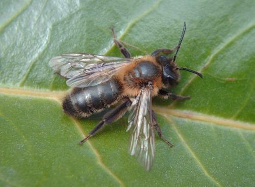 Andrena sp.