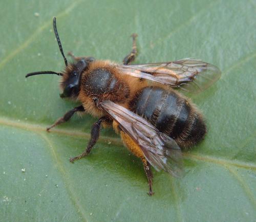 Andrena (scotica-trimmerana)