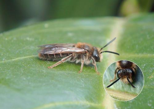 Andrena chrysosceles