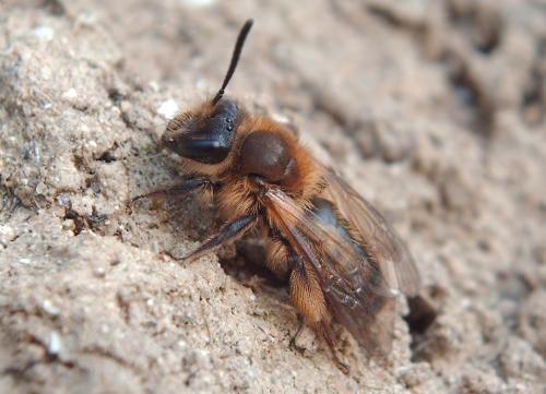 Andrena sp.