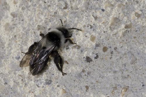 Andrena cineraria