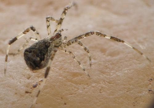 Episinus maculipes