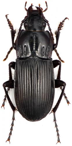 Réf. 99 376 : Abax parallelepipedus