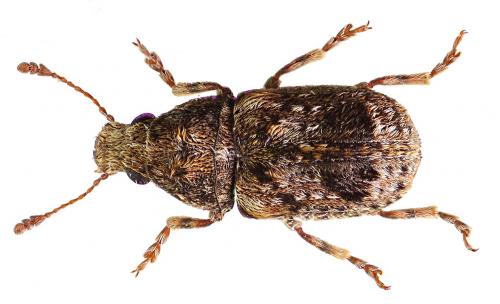 Pseudeuparius sepicola