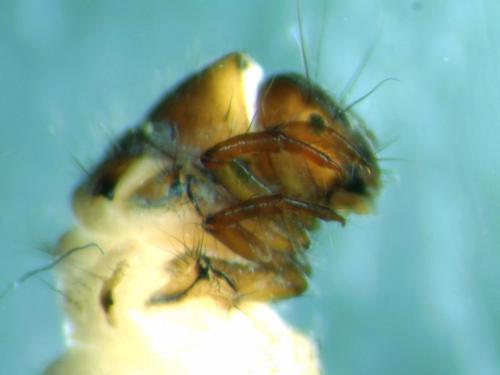 Apatania mercantoura