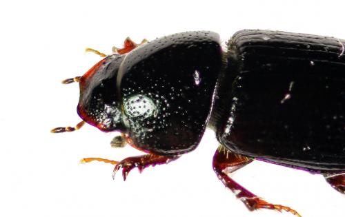 Réf. 99 186 : Liothorax niger