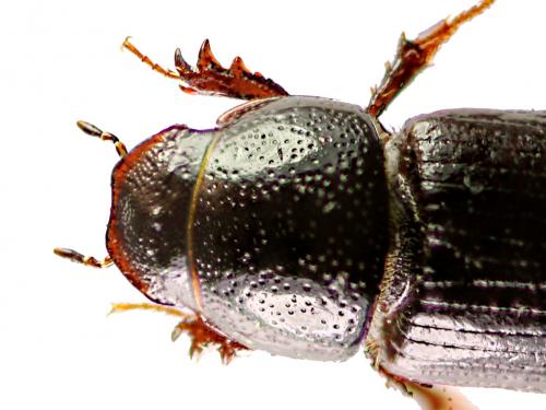 Réf. 99 185 : Liothorax niger