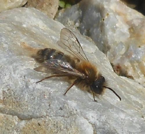 Andrena lagopus