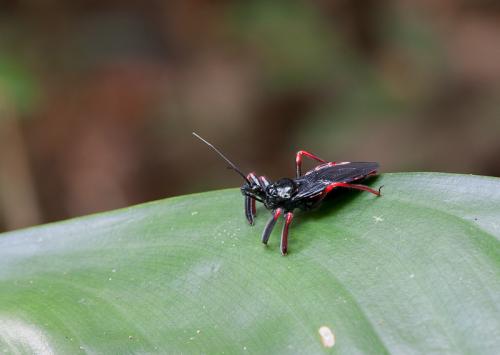 Apiomerus geniculatus