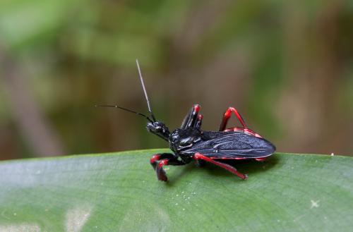 Apiomerus geniculatus