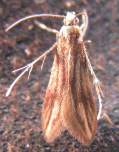 Réf. 99 248 : Schreckensteinia festaliella