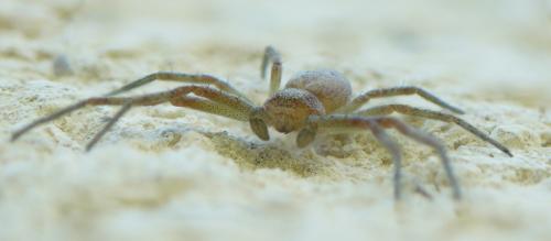 Philodromus sp.