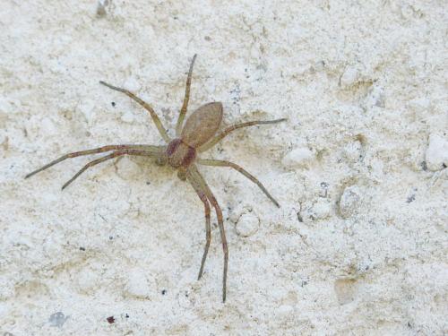 Philodromus sp.