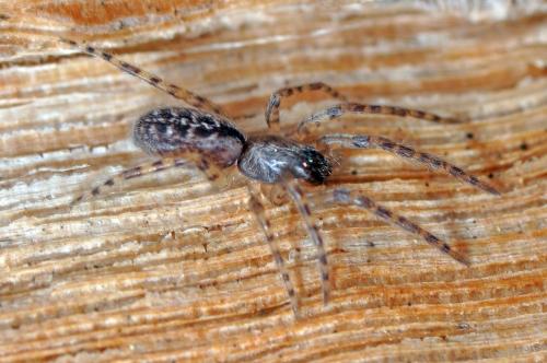 Segestria bavarica