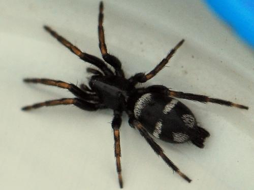 Aphantaulax sp.