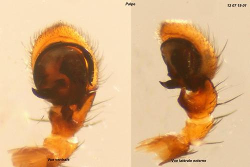 Xysticus erraticus