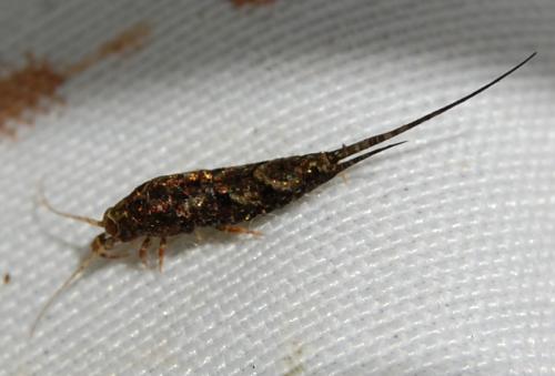 Réf. 99 656 : Lepismachilis y-signata