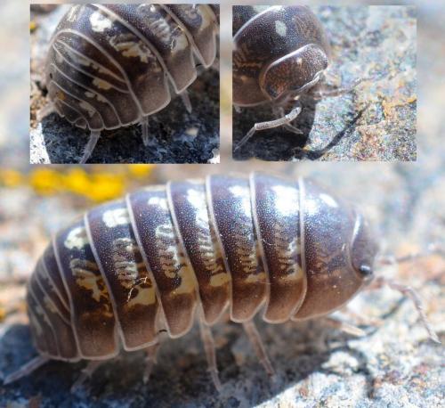 Armadillidium vulgare