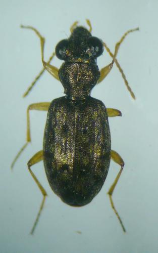 Réf. 99 928 : Asaphidion curtum