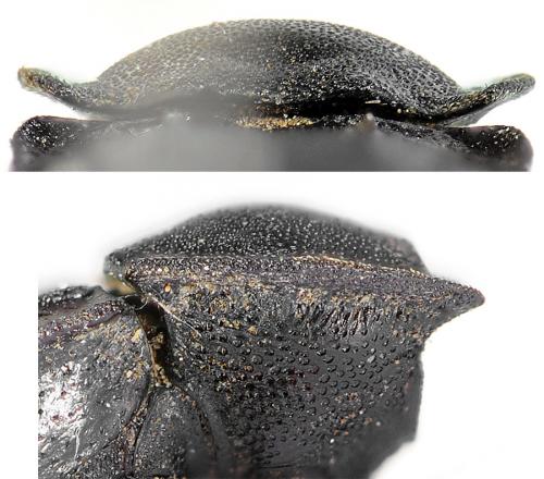 Asida carinata