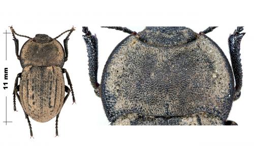 Asida jurinei
