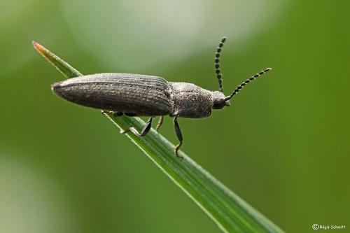 Cidnopus pilosus