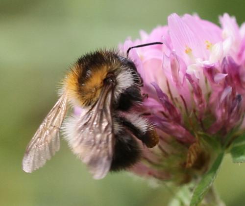 Bombus pascuorum