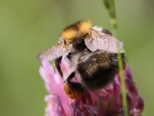 Réf. 99 372 : Bombus pascuorum