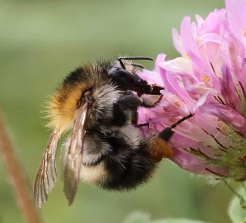 Bombus pascuorum
