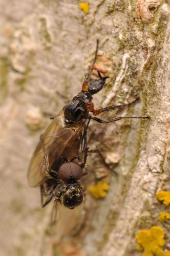 Réf. 99 590 : Dilophus antipedalis
