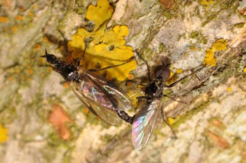 Réf. 99 591 : Dilophus antipedalis