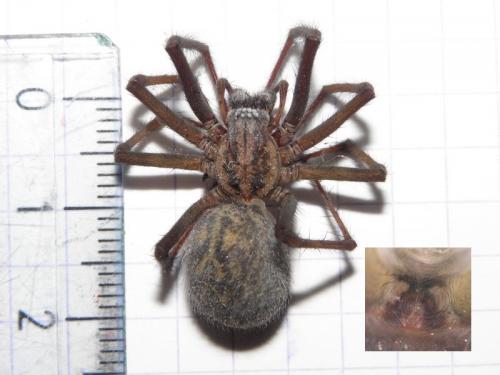 Eratigena atrica