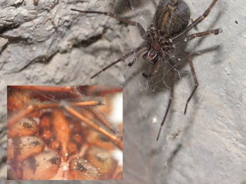 Eratigena atrica