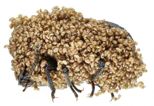 Boletoglyphus boletophagi
