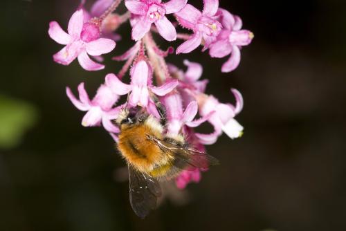 Bombus sp.