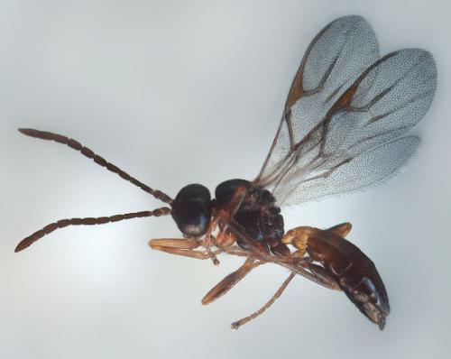 Réf. 99 232 : Lysiphlebus sp.