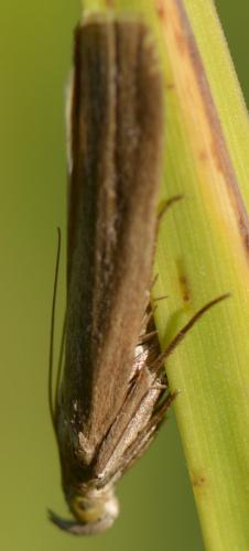 Oncocera semirubella
