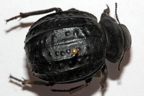Réf. 99 175 : Pimelia rugosa