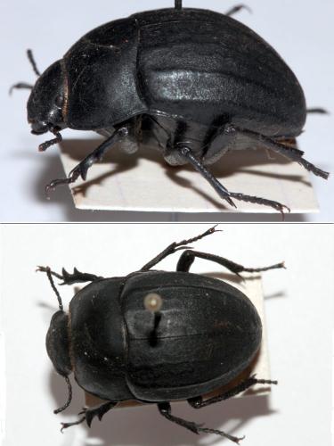 Réf. 99 699 : Erodius sp.