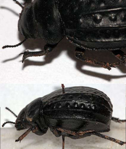 Réf. 99 196 : Pimelia rugosa