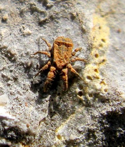 Réf. 99 092 : Allocaeculus catalanus