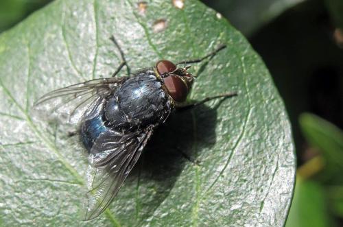 Réf. 99 459 : Calliphora sp.