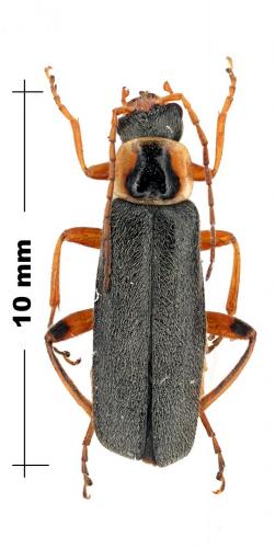Réf. 99 569 : Cantharis nigricans