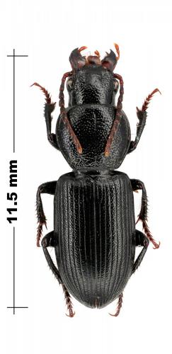 Penthus tenebrioides
