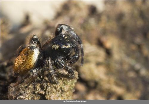 Carrhotus xanthogramma