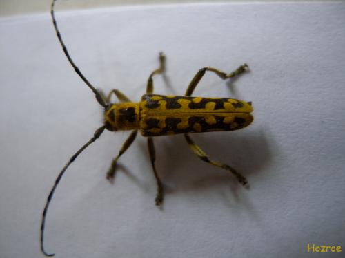 Réf. 99 975 : Saperda scalaris